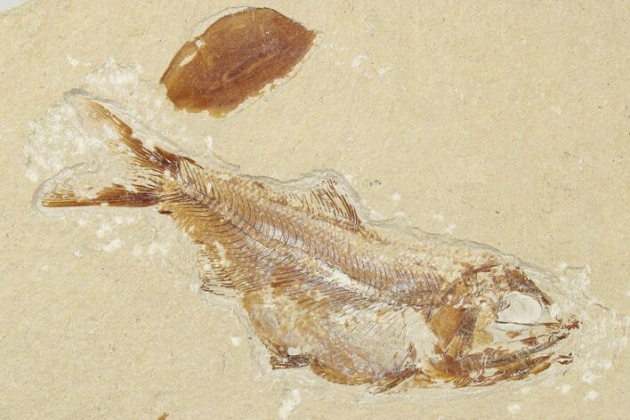 Cretaceous Fossil Fish (Sedenhorstia) - Lebanon #202123